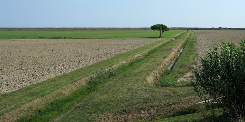 i-10-formaggi-piu-cari-del-mondo-3